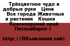 Трёхцветное чудо в добрые руки › Цена ­ 100 - Все города Животные и растения » Кошки   . Красноярский край,Лесосибирск г.